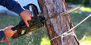 Professional Tree Removal and Landscaping Services in Swainsboro, GA